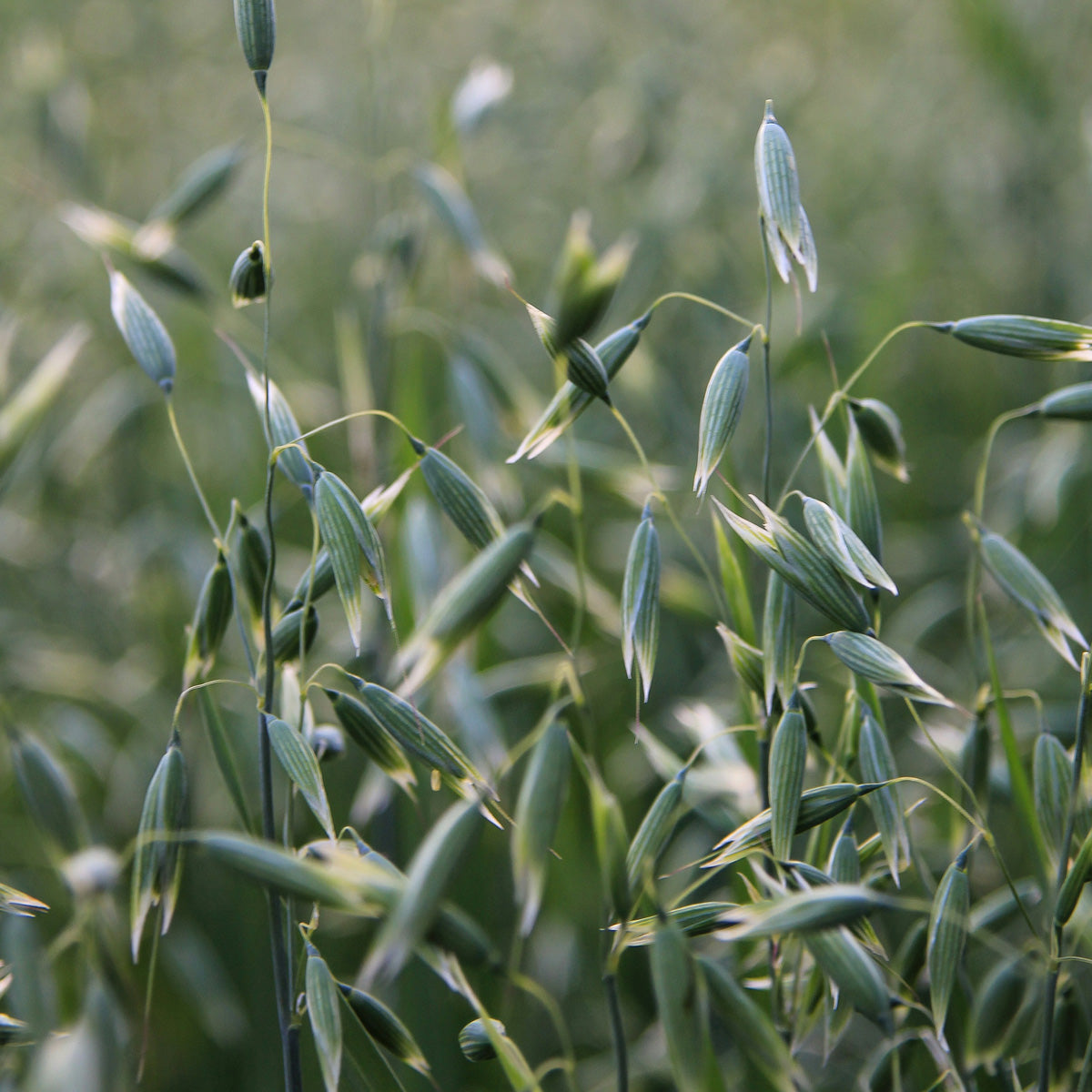 milky oats avena sativa oatstraw herbs