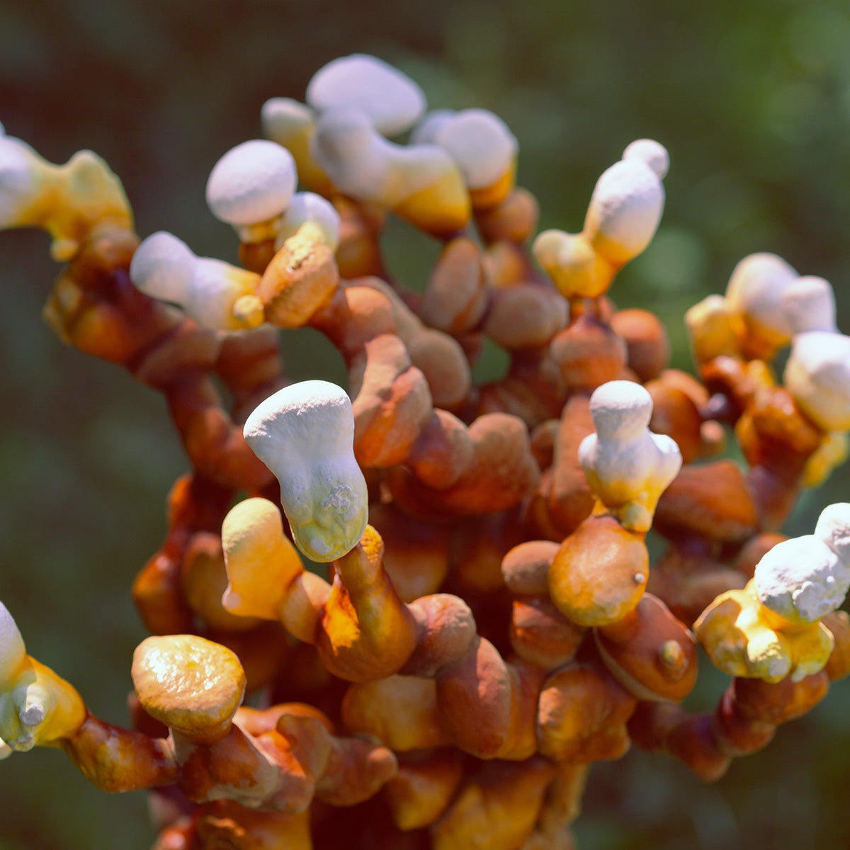 reishi mushroom antlers