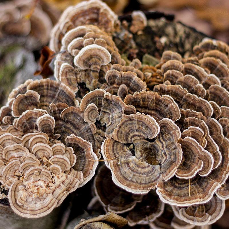 trametes versicolor turkey tail fruiting