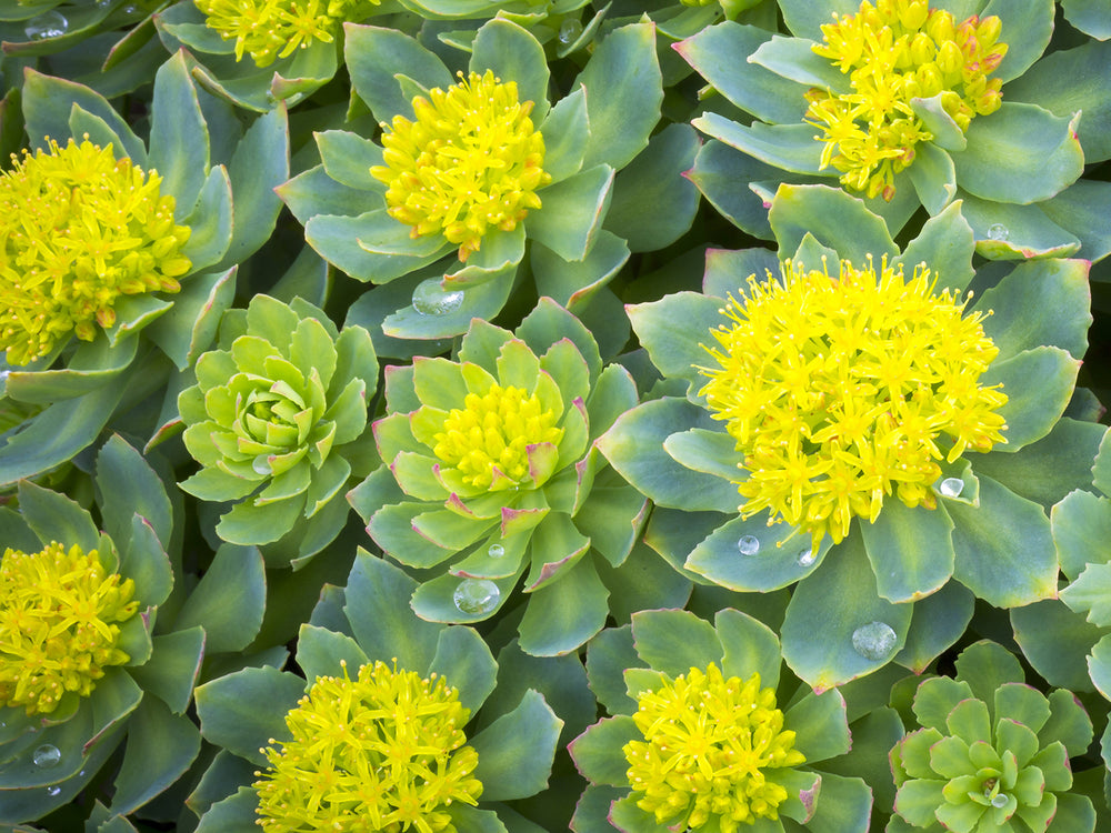 RHODIOLA ROSEA BENEFITS: THE ULTIMATE GUIDE TO THE WORLD'S TOP ADAPTOGEN