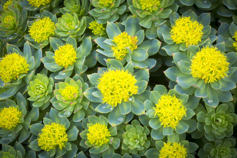 Organic Rhodiola Tincture | High-Quality Herbal Extract for Stress ...