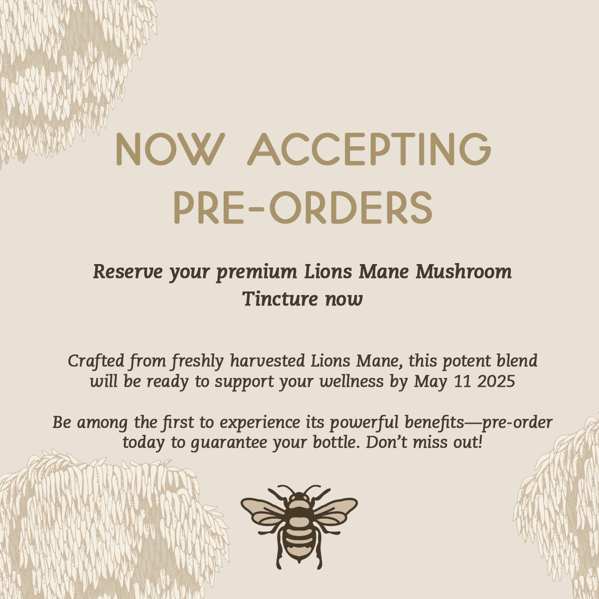 lionsmane tincture preorder