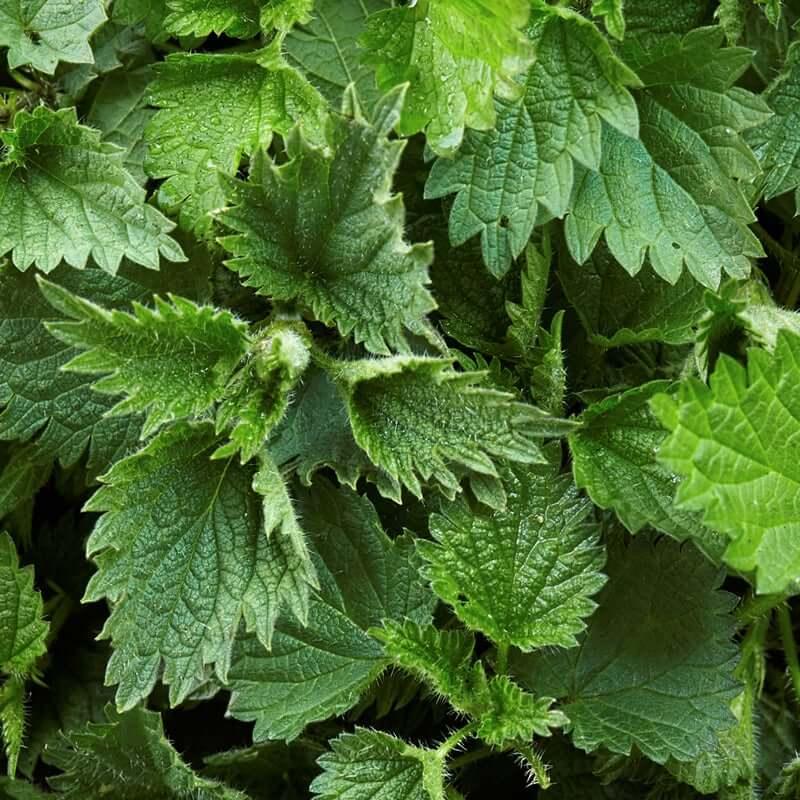 
                  
                    Regenerative organic Stinging Nettle - Urtica dioica
                  
                