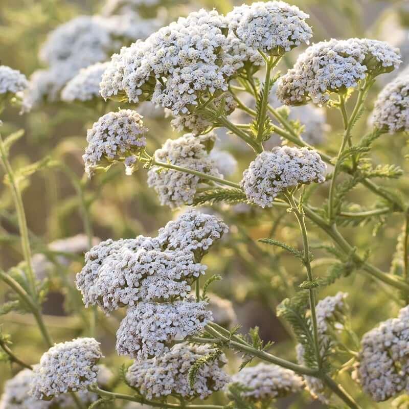 
                  
                    Regenerative Organic Yarrow - Achillea millefolium
                  
                