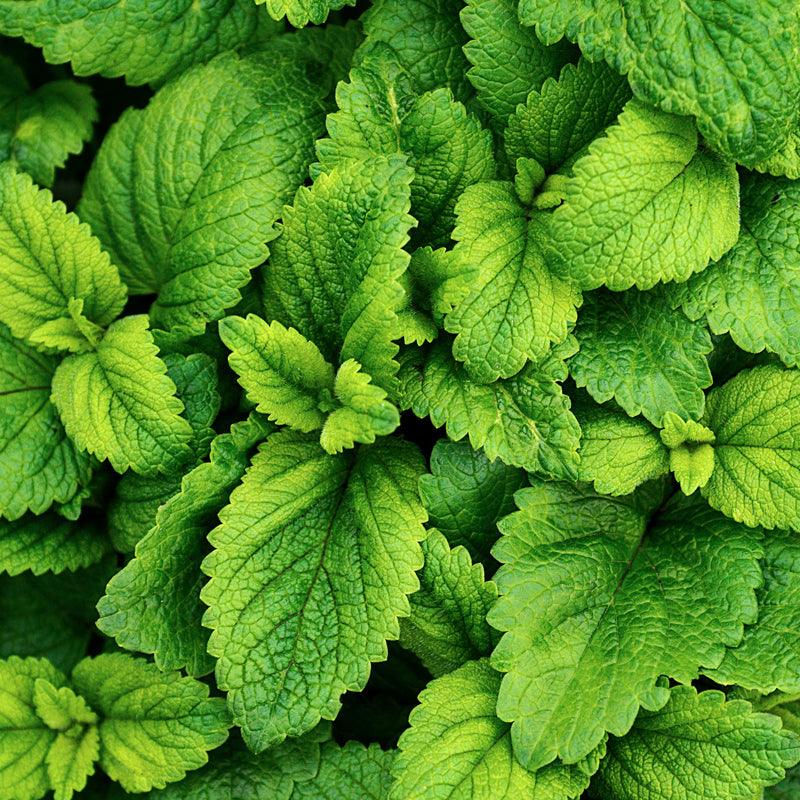 Regenerative Organic Peppermint Leaf - Mentha x piperita