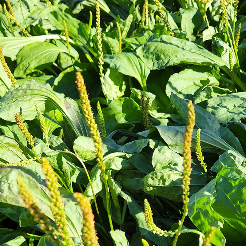 
                  
                    Regenerative Organic Broadleaf Plantain – Plantago major
                  
                