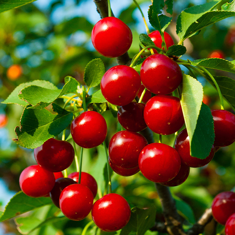 
                  
                    Wildcrafted Sour Cherry – Prunus cerasus
                  
                