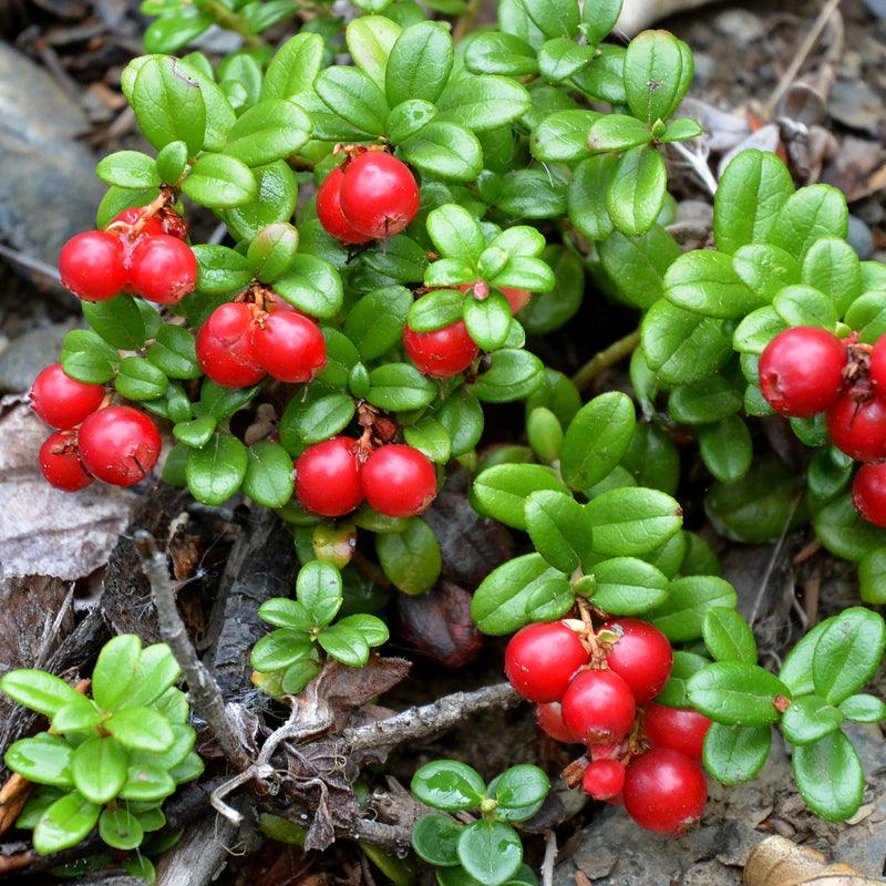 Wildcrafted Alpine Cranberry - Vaccinium vitis-idaea